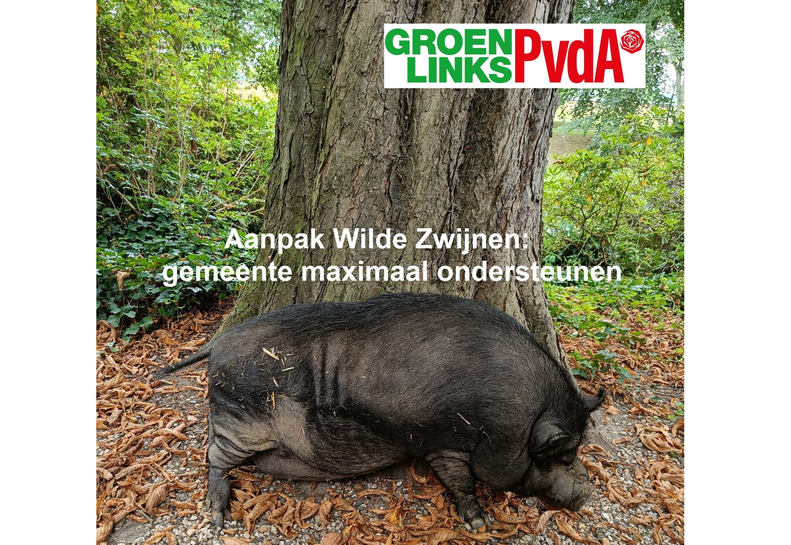 Aanpak Wilde Zwijnen: gemeente maximaal ondersteunen